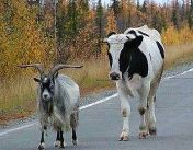 коза и корова