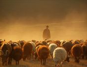 Пастухи и стадо